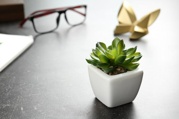 Green succulent in pot on table