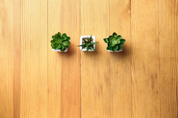 Pots with succulents on wooden table