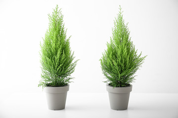Cypress lemon trees in pots on white background