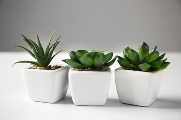 Pots with succulents on white table