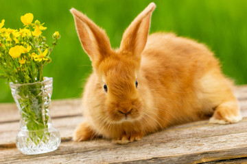 cute red rabbit sitting on a green natural background, spring mood.