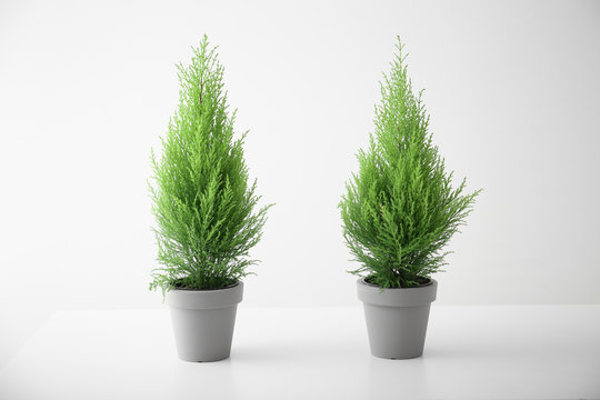 Cypress lemon trees in pots on white background