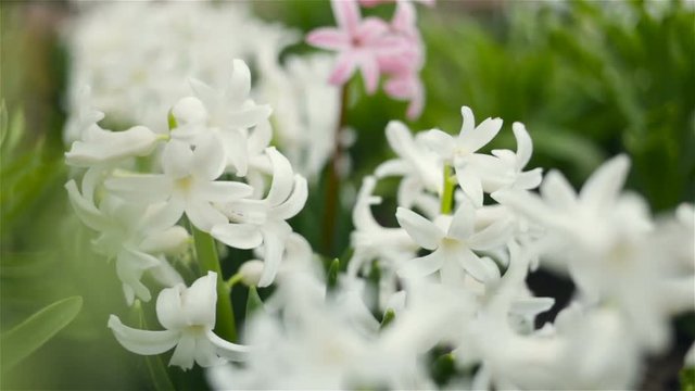 Blooming hyacinths white and pink on the flower bed close-up.  Outdoors, warm, real time, shallow depth of field, no people, outdoors.