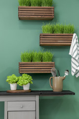 Wooden boxes with growing green grass on wall in interior of kitchen