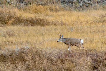 White Tail Deer