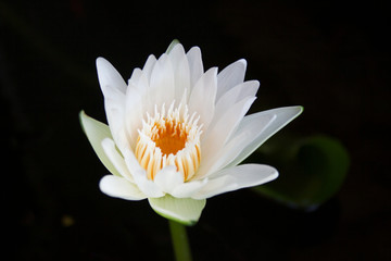 Opening water lily flower isolated on pond surface close up