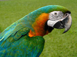 A blue and yellow macaw portrait taken at the Cancun, Yucatan Peninsula. 