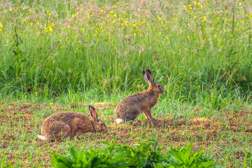 Rabbit