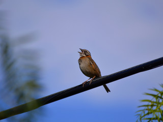 bird singing on wire