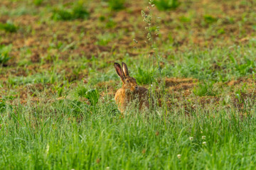 Rabbit