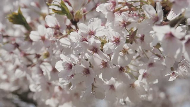 Somei yoshino sakura tree in springtime.