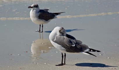 Two sea gulls and their reflections at the ocean water's edge with one hiding his head in his wing.