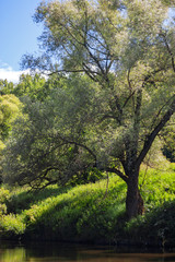 tree, landscape, nature, forest, green, sky, trees, grass, summer, park, field, blue, oak, leaves, countryside, view, season, sunny, leaf, wood, river, background, season, grass, lonely, water, enviro