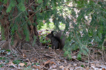 Eichhörnchen am Boden