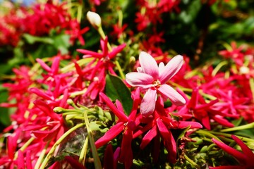 Close-up Rangoon creeper colorful flowers