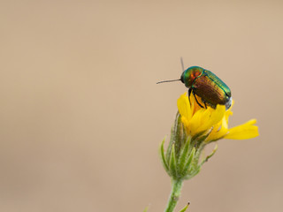 Colorful Cryptocephalus sericeus beetle sitting on a yellow blooming flower