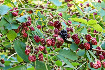 Mulberry scrub with juicy black and red riping berries in summer german garden. Selected focus.