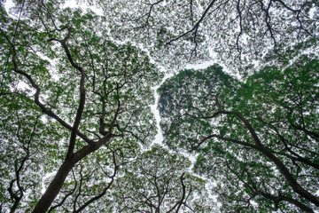Detailed tree branches in park. Bottom view angle image