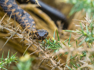 Adder Snake ( Vipera berus ) Laying on a Gorse Bush.