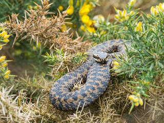 Adder Snake ( Vipera berus ) Laying on a Gorse Bush.