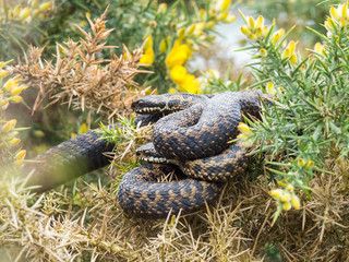 Adder Snake ( Vipera berus ) Laying on a Gorse Bush.
