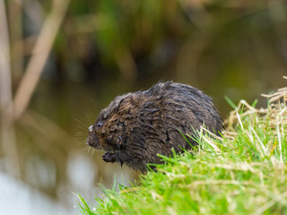 Water Vole Eating on a Bank