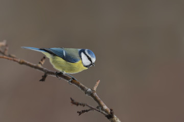 Little blue tit sits on a branch sideways to the camera ..