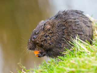 Water Vole Eating on a Bank