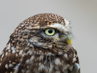 Little Owl ( Athene noctua ). Head close up.
