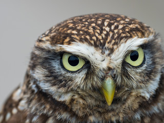 Little Owl ( Athene noctua ). Head close up.