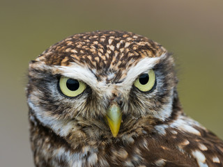 Little Owl ( Athene noctua ). Head close up.