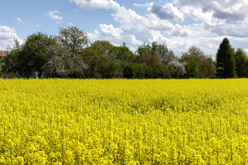 Obraz premium Blooming rapeseed on a plantation
