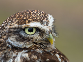 Little Owl ( Athene noctua ). Head close up.