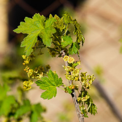 Flowers of red currant in spring on a stalk.