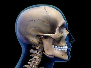 Male X-ray Head with Skull in Profile on Black - obrazy, fototapety, plakaty