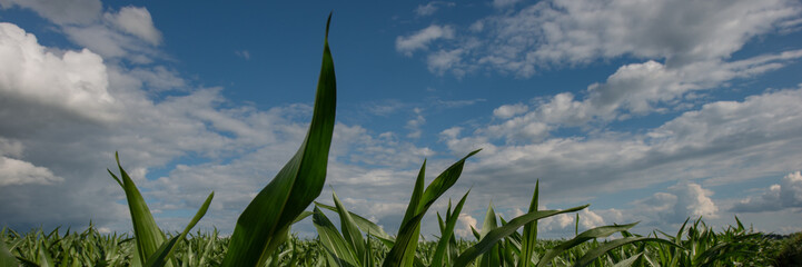 Obraz premium Corn field and sky with clouds, countryside, panorama. Web banner.