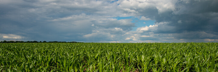 Corn field and sky with clouds, countryside, panorama. Web banner.