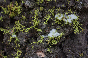 moss on tree