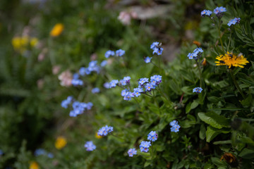 Photo of blue  forget-me-not flowers