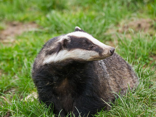 Badger (meles meles) © Stephan Morris 
