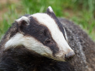 Badger (meles meles) © Stephan Morris 