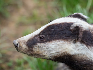 Badger (meles meles) © Stephan Morris 