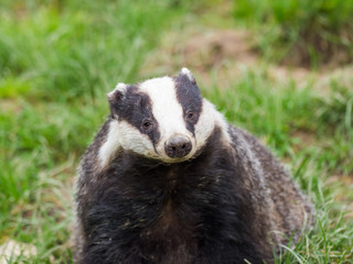 Badger (meles meles) © Stephan Morris 