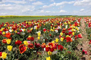 Blooming tulips at the plantation. Breeding of tulips for bulbs
