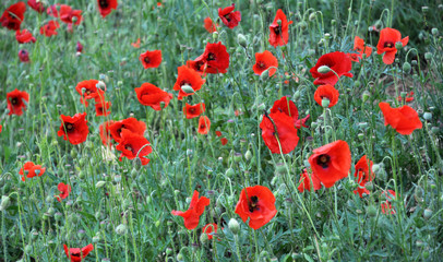 Fototapeta premium Red poppies field