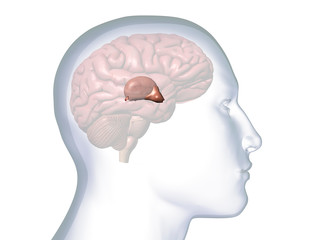 Profile of Man with Hypothalamus Highlighted in Brain
