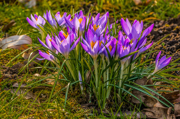 wild violet crocus in season spring garden