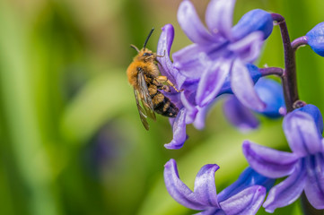 wild bee at blue hyacinth flower for motherday