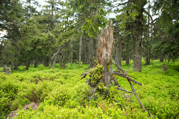 Photo of an old tree trunk in fresh green spring forest