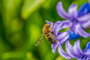 wild bee at blue hyacinth flower for motherday